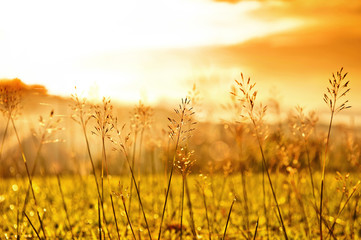 Grass Plumes At Sunset