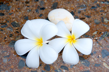 Fototapeta na wymiar plumeria flower on the stone