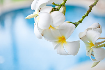 Naklejka na ściany i meble Tropical flower Plumeria alba on swimming pool