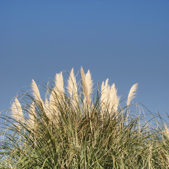 Obraz premium Cortaderia selloana - pampas-grass against the blue sky