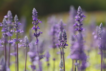 Lavenders flowers