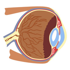 Structure of the eye