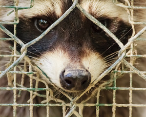 the sad  look of a raccon behind the cage