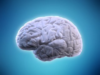 Human brain