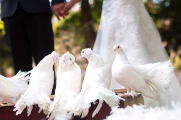Many white doves