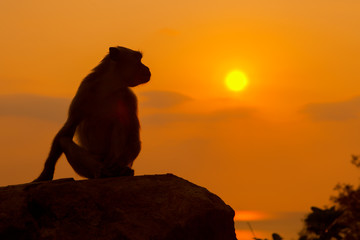 Baby monkey silhouette at beautiful sunset in mountains with sun