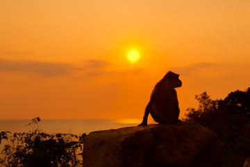 Fototapeta na wymiar Silhouette of a monkey at beautiful sunset in mountains