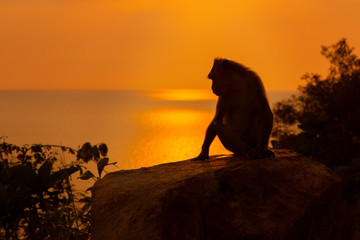 Silhouette of a monkey at beautiful sunset in mountains