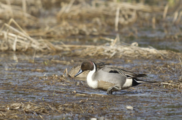 Northern pintail wading.