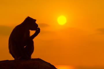 Baby monkey silhouette at beautiful sunset in mountains