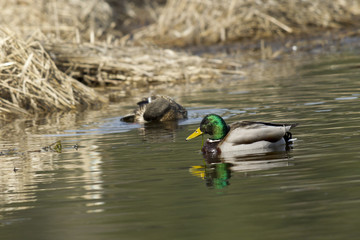 Mallards on calm water.