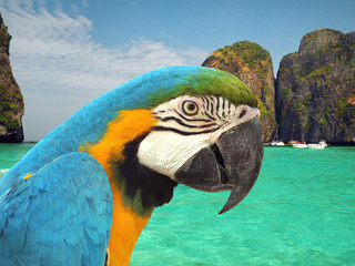 parrot on the beach