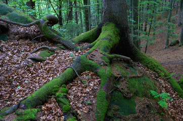 Moss on tree roots
