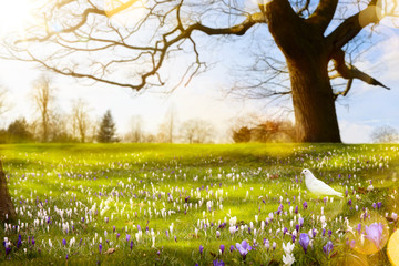 abstract sunny beautiful Spring background