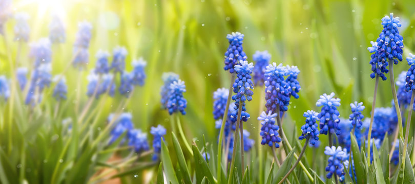 Spring and easter background with spring flowers