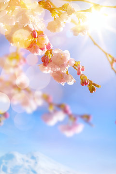 art Spring background with pink blossom