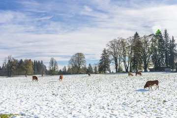 Cows in Winter Farm Field © bigy9950