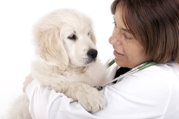 Vet holding a little puppy dog