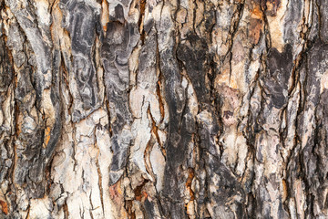 Bark pattern