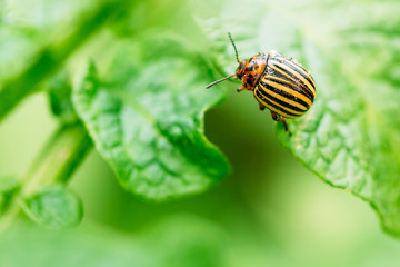 Macro shoot of potato bug on leaf