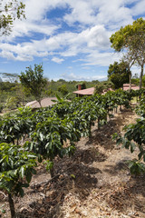 Fototapeta na wymiar Doka Kaffeeplantage in Costa Rica