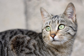 Naklejka na ściany i meble Tabby domestic kitten with big green eyes. Selective focus.