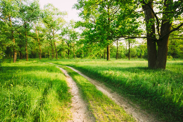 Fototapeta na wymiar Road, path, way, lane in summer green forest