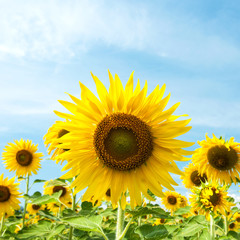 Fototapeta premium Close up Sunflower