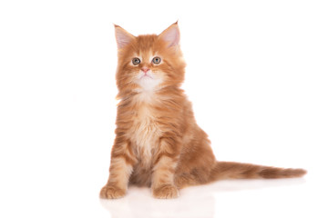 red maine coon kitten sitting on white
