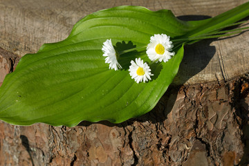 листик с маргаритками © tvetchinina