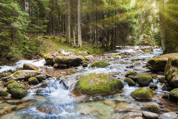 forest river