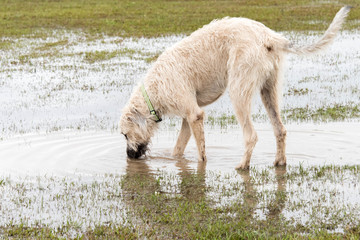 Fototapeta premium dogs playing in a flooded dogpark - wheaten Irish Wolfhound