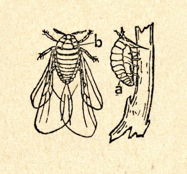 Phylloxera (Daktulosphaira vitifoliae)