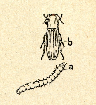 Click beetle adult and larva (wireworm)