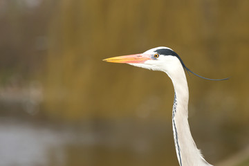 Grey Heron, Ardea cinerea