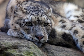 Naklejka premium Snow leopard Panthera uncia