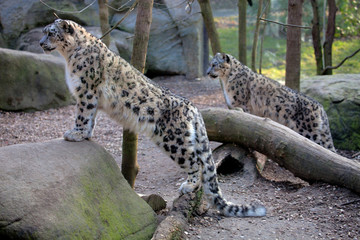 Snow leopard Panthera uncia © vladislav333222