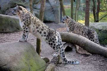 Keuken spatwand met foto Snow leopard Panthera uncia © vladislav333222