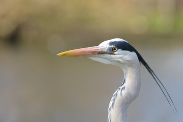 Grey Heron, Ardea cinerea