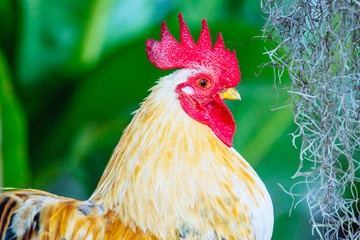 close up of thai white bantam