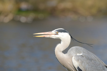 Obraz premium Grey Heron, Ardea cinerea
