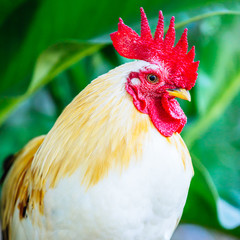close up of thai white bantam