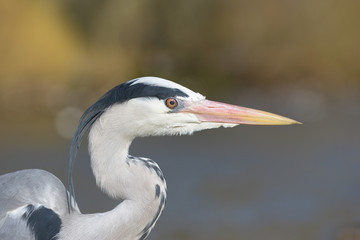Grey Heron, Ardea cinerea