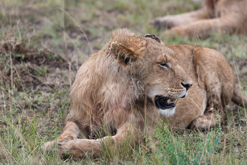 Fototapeta na wymiar Lion in the savanna of Africa