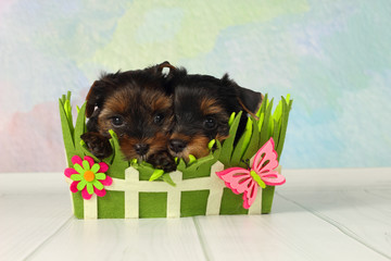 Two puppies Yorkshire terrier