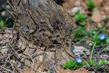 petites fleurs au pied du cep