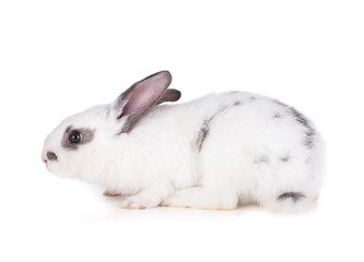 Small rabbit