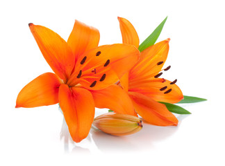 Two orange lily - Powered by Adobe