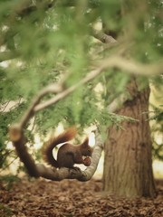 Squirrel with nut