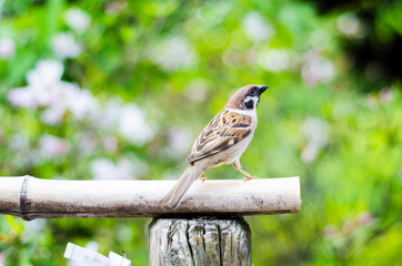 male sparrow on a wood tray and green background